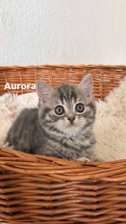 3 BKH Kitten suchen ein liebevolles Zuhause