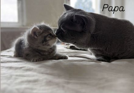 3 BKH Kitten suchen ein liebevolles Zuhause