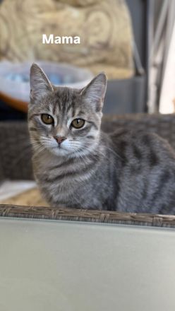 3 BKH Kitten suchen ein liebevolles Zuhause
