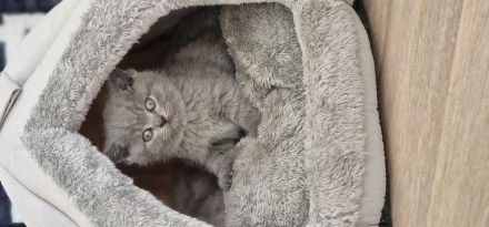 BKH-Kitten