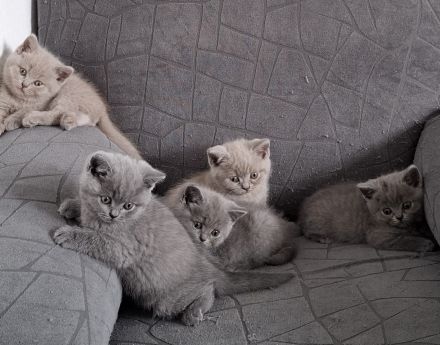 BKH-Kitten