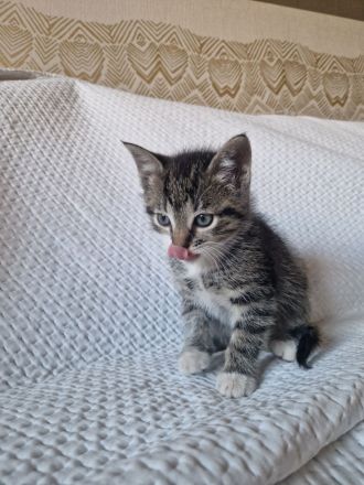 2 von 5 süßen Babykitten