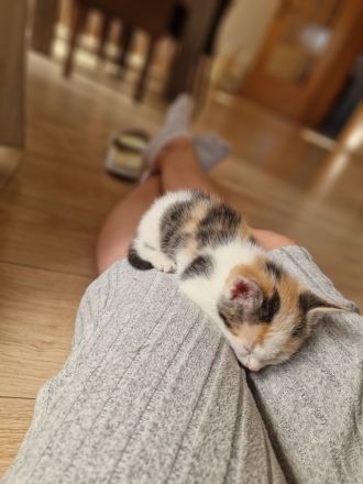 2 von 5 süßen Babykitten