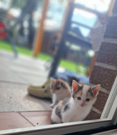 2 von 5 süßen Babykitten