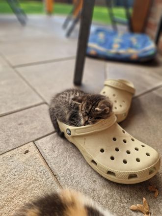 2 von 5 süßen Babykitten
