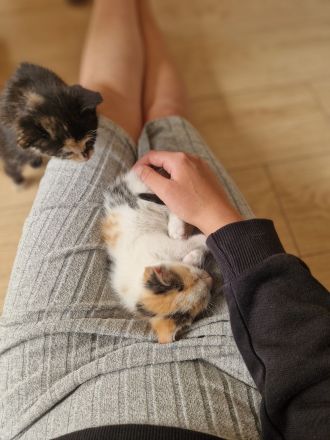 1 von 5 süßen Babykitten