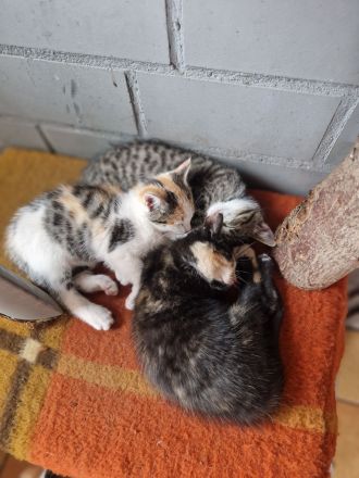 2 von 5 süßen Babykitten