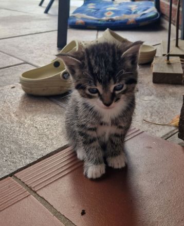 2 von 5 süßen Babykitten