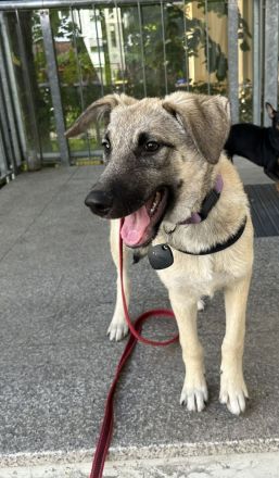 Fröhliche Freya sucht ihre Familie