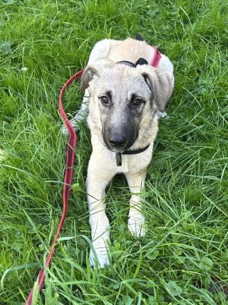 Fröhliche Freya sucht ihre Familie
