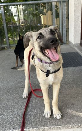 Fröhliche Freya sucht ihre Familie