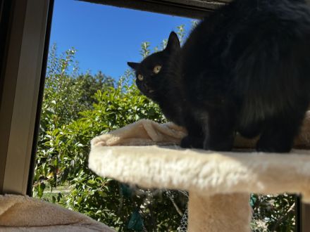 🐾 Kitten suchen ein liebevolles Zuhause 🐾