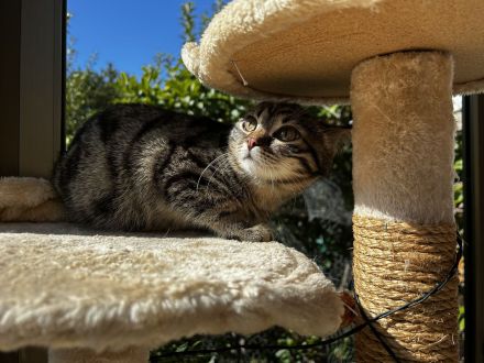 🐾 Kitten suchen ein liebevolles Zuhause 🐾