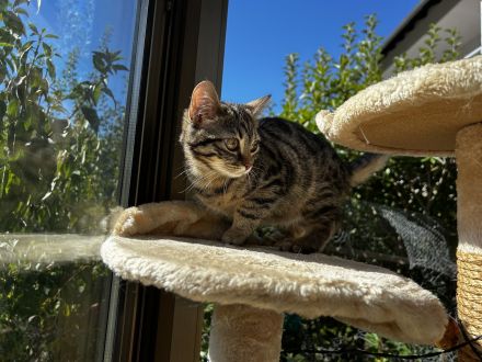 🐾 Kitten suchen ein liebevolles Zuhause 🐾