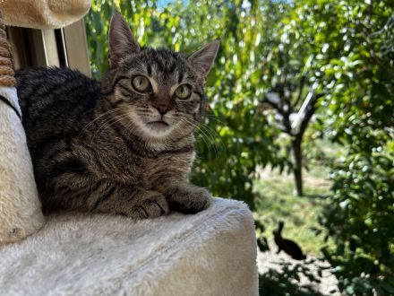 🐾 Kitten suchen ein liebevolles Zuhause 🐾