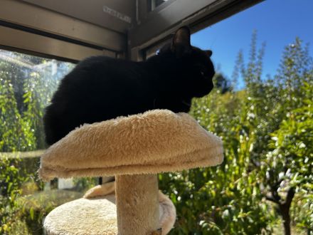 🐾 Kitten suchen ein liebevolles Zuhause 🐾