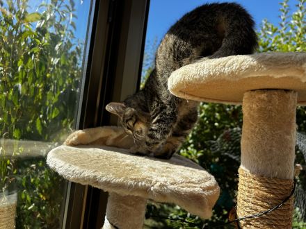 🐾 Kitten suchen ein liebevolles Zuhause 🐾