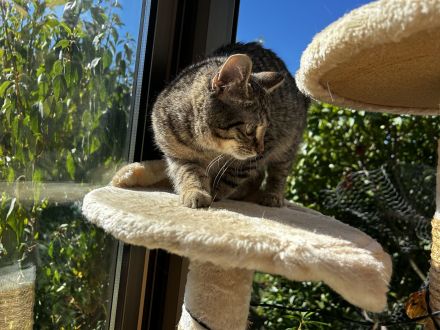🐾 Kitten suchen ein liebevolles Zuhause 🐾