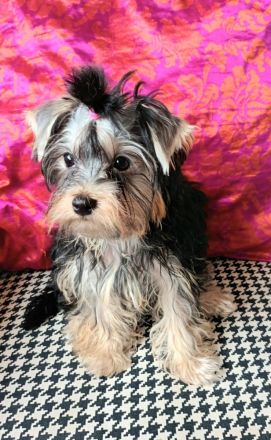 Süsse Yorkshire terrier welpe jungs
