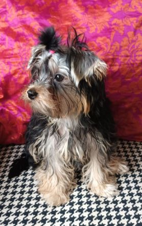 Süsse Yorkshire terrier welpe jungs