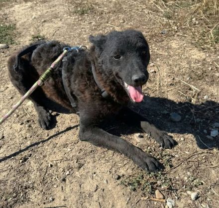 Pippin sucht sein Für-immer-Zuhause