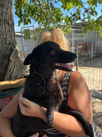 Pippin sucht sein Für-immer-Zuhause