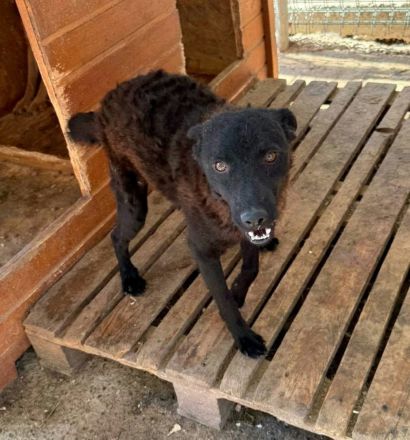 Pippin sucht sein Für-immer-Zuhause
