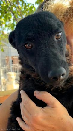 Pippin sucht sein Für-immer-Zuhause