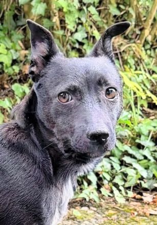 Kenzo auf Pflegestelle in 71336 Waiblingen sucht sein Für-immer-Zuhause