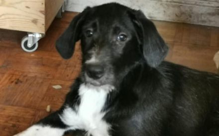Rüdiger sucht seine Familie