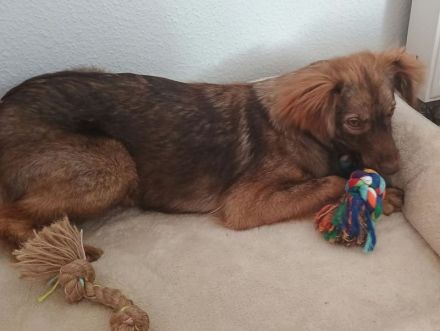 Brunja, fröhliche Power-Hündin sucht ihre Menschen, 1,5J, 45cm
