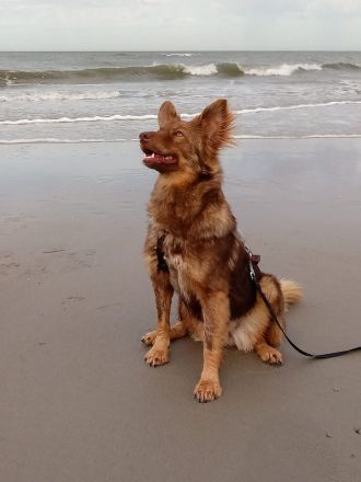Brunja, fröhliche Power-Hündin sucht ihre Menschen, 1,5J, 45cm