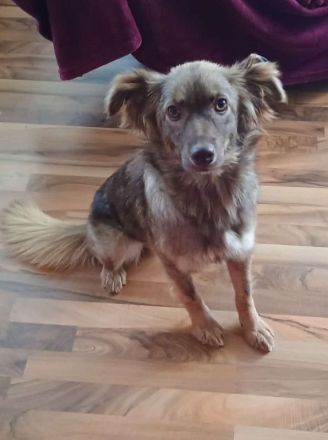 Brunja, fröhliche Power-Hündin sucht ihre Menschen, 1,5J, 45cm