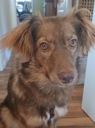 Brunja, fröhliche Power-Hündin sucht ihre Menschen, 1,5J, 45cm