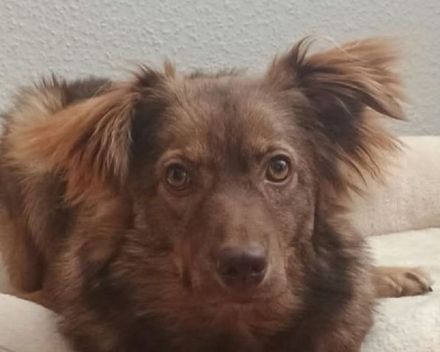 Brunja, fröhliche Power-Hündin sucht ihre Menschen, 1,5J, 45cm
