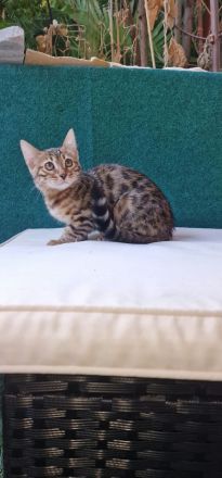 Traumhafte Bengal-Katze, 4 Monate alt – sehr verspielt & lieb