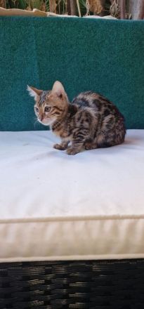 Traumhafte Bengal-Katze, 4 Monate alt – sehr verspielt & lieb
