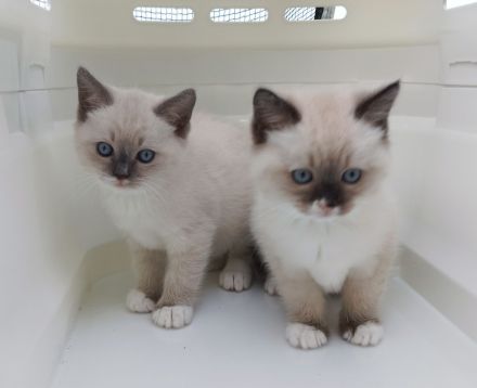 Für zwei Kitten, Ragdoll- Mischlinge Zuhause gesucht
