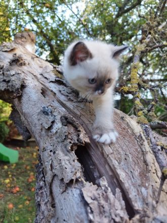 Für zwei Kitten, Ragdoll- Mischlinge Zuhause gesucht