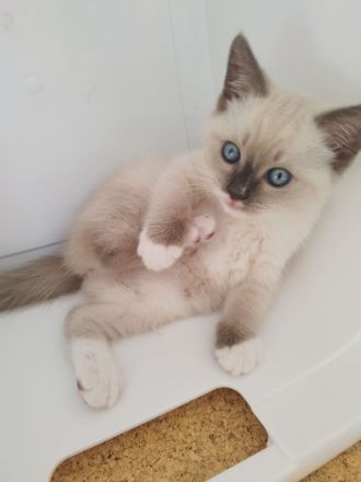 Für zwei Kitten, Ragdoll- Mischlinge Zuhause gesucht