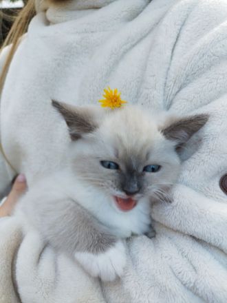 Für zwei Kitten, Ragdoll- Mischlinge Zuhause gesucht