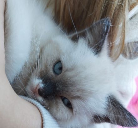 Für zwei Kitten, Ragdoll- Mischlinge Zuhause gesucht