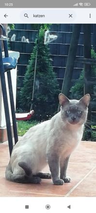 Für zwei Kitten, Ragdoll- Mischlinge Zuhause gesucht