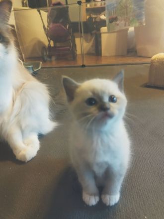 Für zwei Kitten, Ragdoll- Mischlinge Zuhause gesucht