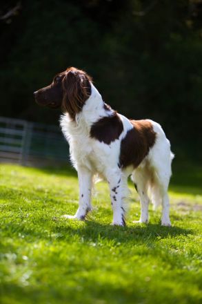 Kleiner Münsterländer