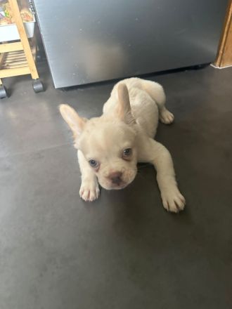 2 Frenchies 5 Monate alt