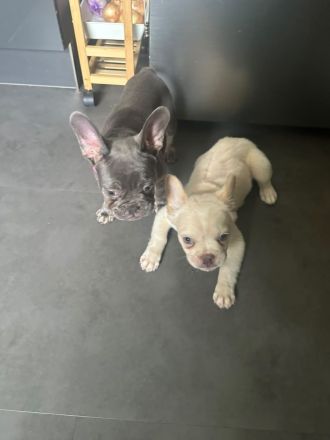2 Frenchies 5 Monate alt