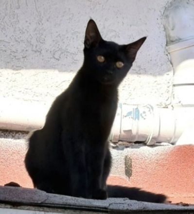 BKH Mix Kitten 5 Monate Black and Whiskas