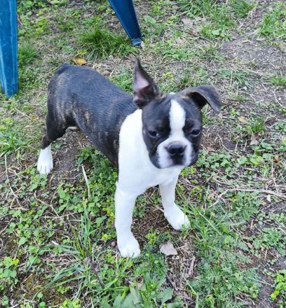 Boston Terrier Jungrüde mit enorm viel Potential, FCI Ahnentafel.