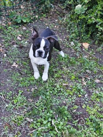Boston Terrier Jungrüde mit enorm viel Potential, FCI Ahnentafel.